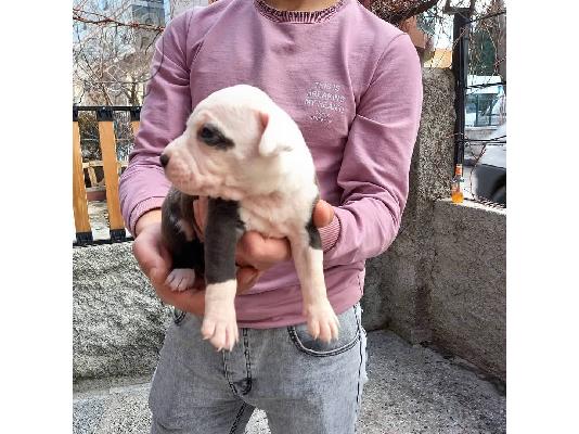 Όμορφα αμερικανικά κουτάβια pitbull